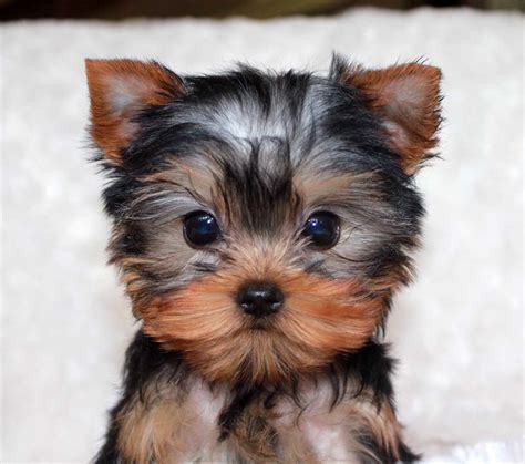 Teacup yorkies for sale in va. Things To Know About Teacup yorkies for sale in va. 
